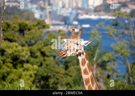 Giraffen Begrüßung erste Besucher nach civid 19 Stockfoto