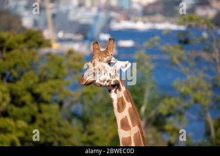 Giraffen Begrüßung erste Besucher nach civid 19 Stockfoto