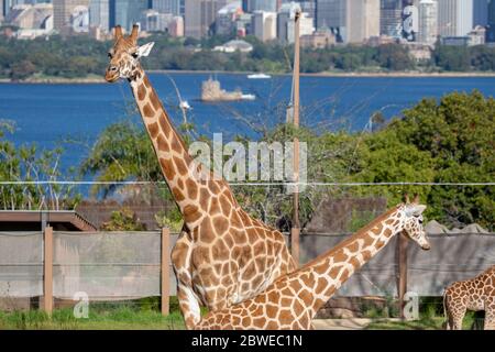 Giraffen Begrüßung erste Besucher nach civid 19 Stockfoto