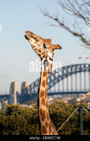 Giraffe SYDNEY HAROUR BRIDGE erste Besucher nach civid 19 Stockfoto