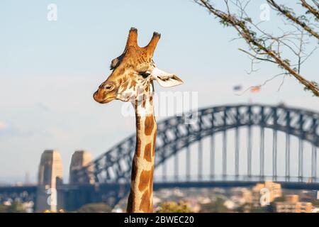 Giraffe SYDNEY HAROUR BRIDGE erste Besucher nach civid 19 Stockfoto