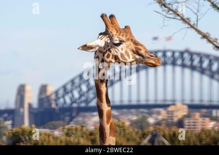 Giraffe SYDNEY HAROUR BRIDGE erste Besucher nach civid 19 Stockfoto