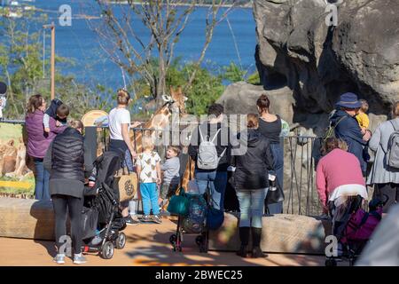 Giraffen Begrüßung erste Besucher nach civid 19 Stockfoto