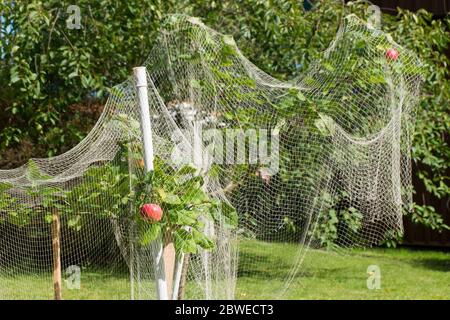 Das weiße Netz bedeckt die Frucht, den Apfelbaum von den Insekten, den Käfer, den Schädlingen. Im Dorf Nida an der Kurischen Nehrung in Litauen. Stockfoto