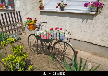 Startseite Blumengarten mit einem alten Fahrrad mit Blumen dekoriert. Fahrrad verlockende Ansichten von Passanten. Stockfoto