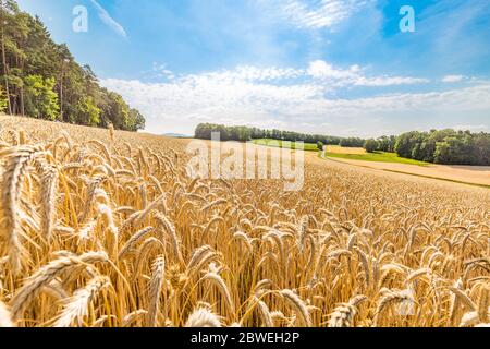 Weizenfeld bei Sonnenuntergang, weiches Sonnenlicht über der landwirtschaftlichen Landschaft. Blick auf das Bergfeld mit Bäumen in ländlicher Umgebung Stockfoto