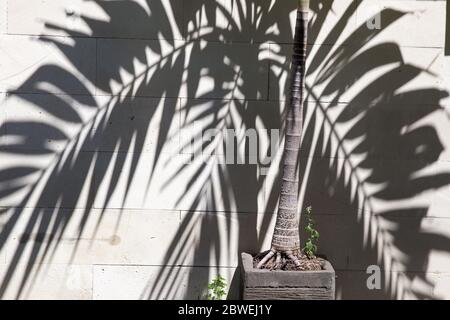 Tropische Palmen Schatten auf die weiße Wand strukturierten Hintergrund. Sommer trendige Konzept. Stockfoto