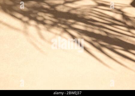 Tropische Palme hinterlässt Schatten auf beige Wand strukturierten Hintergrund. Sommer-Trend-Konzept. Stockfoto