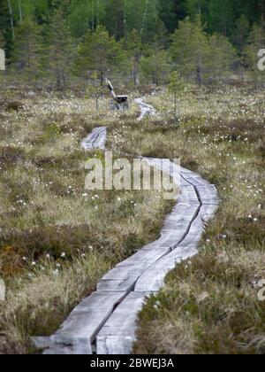 Moor Wald natürlichen Hintergrund. Sumpfvegetation, hölzerne Stege im Sumpf, wilde Vegetation, Niedraju Pilkas Sumpf, Lettland Stockfoto