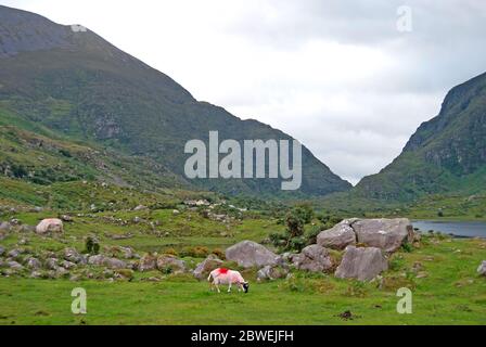 Markierte Schafe auf einer Wiese mit Hügeln im Hintergrund, Irland Stockfoto
