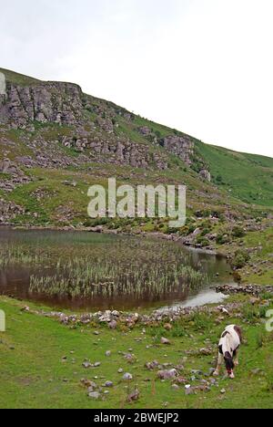 Ein Pferd auf einer Wiese vor einem See in Irland Stockfoto