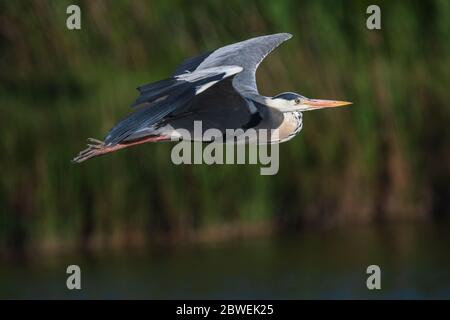 Nahaufnahme eines Graureihers im Flug, Camargue, Frankreich Stockfoto