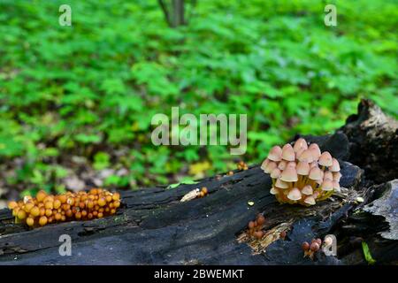 Verschiedene Arten von Pilzen wachsen in Familien auf einem alten gefallenen Stamm im Wald. Natürlicher Hintergrund. Stockfoto