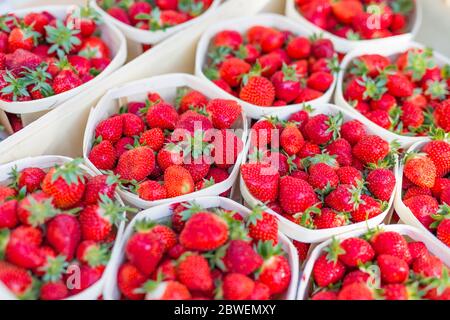 Viele Körbe mit frischen Erdbeeren zum Verkauf auf dem Bauernmarkt in der Nähe Stockfoto