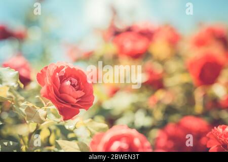 Rote Rose im Garten. Schöner Garten Nahaufnahme mit Rosen und verschwommenen Blumenhintergrund Stockfoto