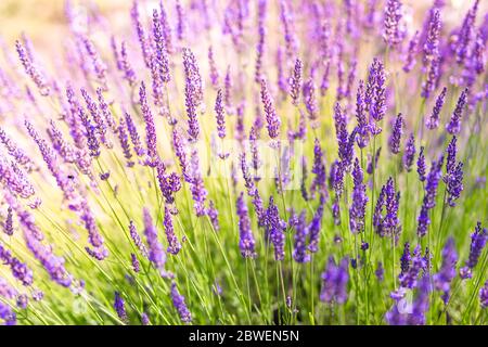 Nahaufnahme einer Biene im Lavendelfeld in der Provence, Frankreich. Sonnenuntergang über einem violetten Lavendelfeld in der Provence. Erstaunliche Natur Nahaufnahme Stockfoto