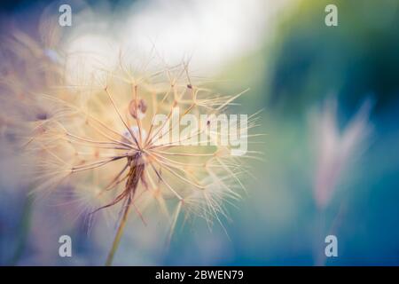 Löwenzahn Nahaufnahme gegen Sonnenuntergang Wiese, meditative Sommer Zen Hintergrund. Saisonale Natur Nahaufnahme, künstlerische Wiese Blumenfeld Stockfoto