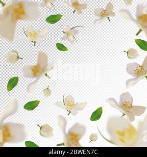 3D realistischer Jasmin mit grünem Blatt. Weiße Jasminblüte in Bewegung. Schöner Jasmin Hintergrund. Jasmin mit fallenden Blüten. Vektorgrafik. Vektorgrafik. Stock Vektor