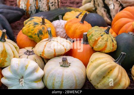 Viele bunte Kürbisse verschiedener Sorten. Ernte Gemüse, ein paar kleine Kürbis. Orange weiß grün Kürbis, Herbst saisonales Gemüse. Stockfoto