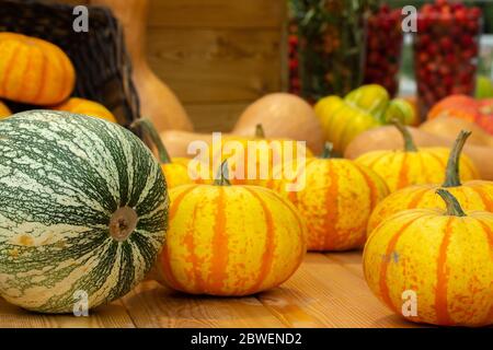 Kleine gestreifte orange Kürbisse Ernte eine Farm. Frisches Gemüse auf einem Holztisch, Set aus verschiedenen Sorten von Kürbissen, Kürbis, Kürbis. Vegan und V Stockfoto