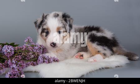 Red Merle Australian Shepherd Welpen Flieder Blumen Stockfoto