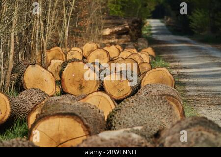 Frisch gefällte Baumstämme entlang eines geschotterten Waldweges Stockfoto