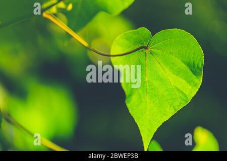 Herzförmiges Blatt auf verschwommenem grünen Hintergrund. Herzförmiges grünes Blatt Stockfoto