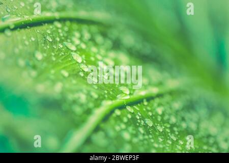 Grünes Blatt mit Wassertropfen nach Regen. Schöne grüne Natur in der Nähe. Grüne Blätter am Morgen sind noch tau und natürliches Sonnenlicht Stockfoto