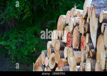 Holzstapel aus frisch geernteten Fichtenstämmen. Baumstämme im Wald geschnitten und gestapelt. Holzstämme. Selektiver Fokus Stockfoto