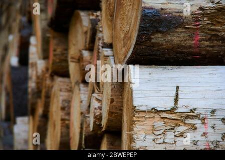 Holzstapel aus frisch geernteten Fichtenstämmen. Baumstämme im Wald geschnitten und gestapelt. Holzstämme. Selektiver Fokus Stockfoto