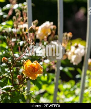 Rose 'Ghislaine de Peligonde', eine Musk-Ramblerrose, die auf einen Balkon klettert. Duftende halbweiße /apricot Blüten. In Knospen und Blüten. Stockfoto