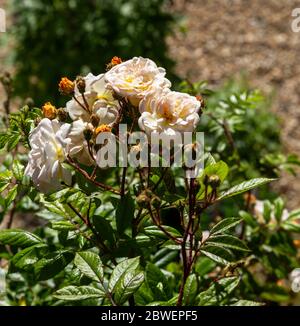 Rose 'Ghislaine de Peligonde', eine Musk-Ramblerrose, die auf einen Balkon klettert. Duftende halbweiße /apricot Blüten. In Knospen und Blüten. Stockfoto