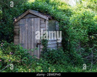 Altes Holzgebäude, Schuppen, von Unkraut überwuchert. Verlassene Garten, Kleingarten. Stockfoto