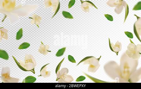 3D realistischer Jasmin mit grünem Blatt. Weiße Jasminblüte in Bewegung. Schöner Jasmin Hintergrund. Jasmin mit fallenden Blüten. Vektorgrafik. Vektorgrafik. Stock Vektor