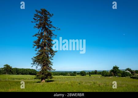 Brighton UK, 31. Mai 2020: Wandern am Chanctonbury Ring in West Sussex bei dem fabelhaften Maiwetter. Stockfoto