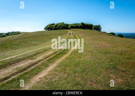 Brighton UK, 31. Mai 2020: Wandern am Chanctonbury Ring in West Sussex bei dem fabelhaften Maiwetter. Stockfoto