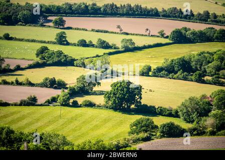 Brighton UK, 31. Mai 2020: Wandern am Chanctonbury Ring in West Sussex bei dem fabelhaften Maiwetter. Stockfoto