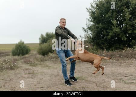 Mann in der Natur trainiert den Hund, einen Wodden Stock zu nehmen. Mann und Hund Stockfoto