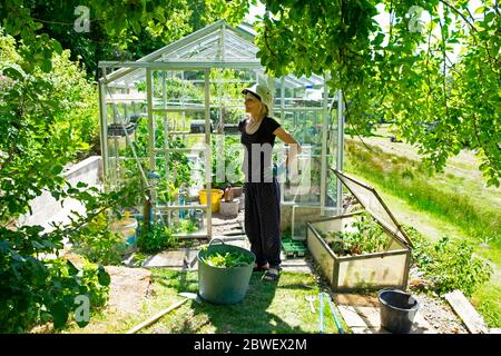 Frau, die außerhalb eines Gewächshauses mit Blick auf Pflanzen im Landgarten im Frühjahr Mai 2020 unter Covid Lockdown Carmarthenshire Wales UK KATHY DEWITT Stockfoto