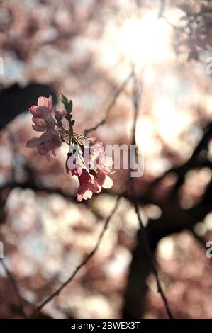 Sonnenschein und rosa Kirschblüte hängen von Baumzweig Stockfoto