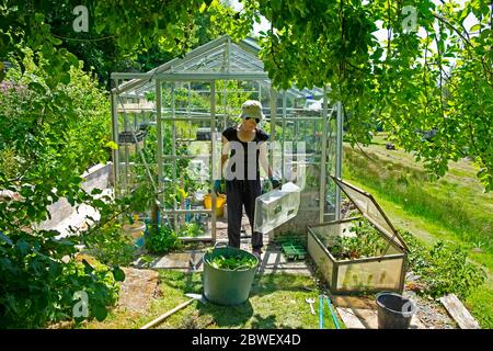 Frau steht bei kalter Rahmen & Unkraut in Trug außerhalb Gewächshaus Frühlingsgarten Mai 2020 während Covid Lockdown Carmarthenshire Wales UK KATHY DEWITT Stockfoto