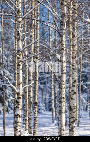 Birke (betula) Stämme im Winter, Finnland Stockfoto