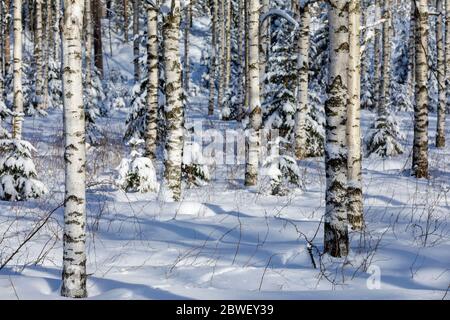 Birke (betula) Stämme im Winter, Finnland Stockfoto