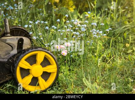 Erhalt der Biodiversität im Hausgarten Konzept. Nicht alle natürlichen Wildblumen mähen, sondern sie für bestäubende Insekten und Ersatz für verlassen Stockfoto
