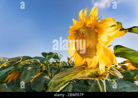 Kopf einer blühenden Sonnenblumenblume in Sonnenlicht Nahaufnahme auf einem Hintergrund von grünen Blättern Stockfoto