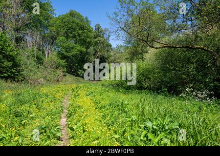 Eine idyllische Strecke zwischen Horse Coppice und Mill Forest, Howardian Hills, North Yorkshire, Großbritannien Stockfoto
