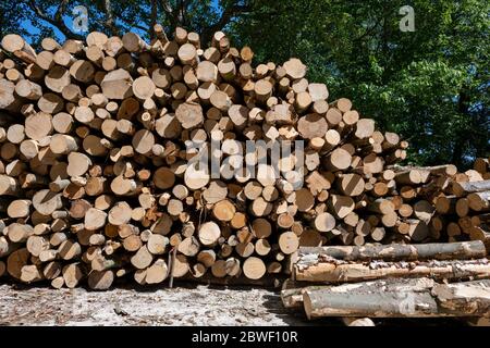 Gestapelte Abschnitte von Buchen, Platanen, Birken und Edelkastanienholz auf die Verarbeitung in Baumstämmen warten, Hovingham, North Yorkshire, Großbritannien Stockfoto