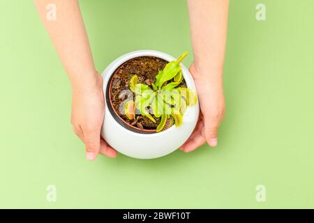 Venusfliegenfalle (Dionaea muscipula) auf grünem Hintergrund. Ein Junge, der einen Blumentopf mit Venus-Fliegenfalle hält. Flaches Lay Stockfoto