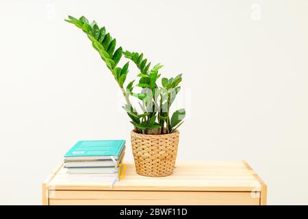 Zamioculcas Pflanze und Bücher auf Holzregal. Zimmerdekoration. Stockfoto