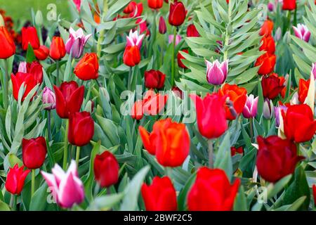 Mehrfarbige Tulpen im Garten im Frühling Stockfoto